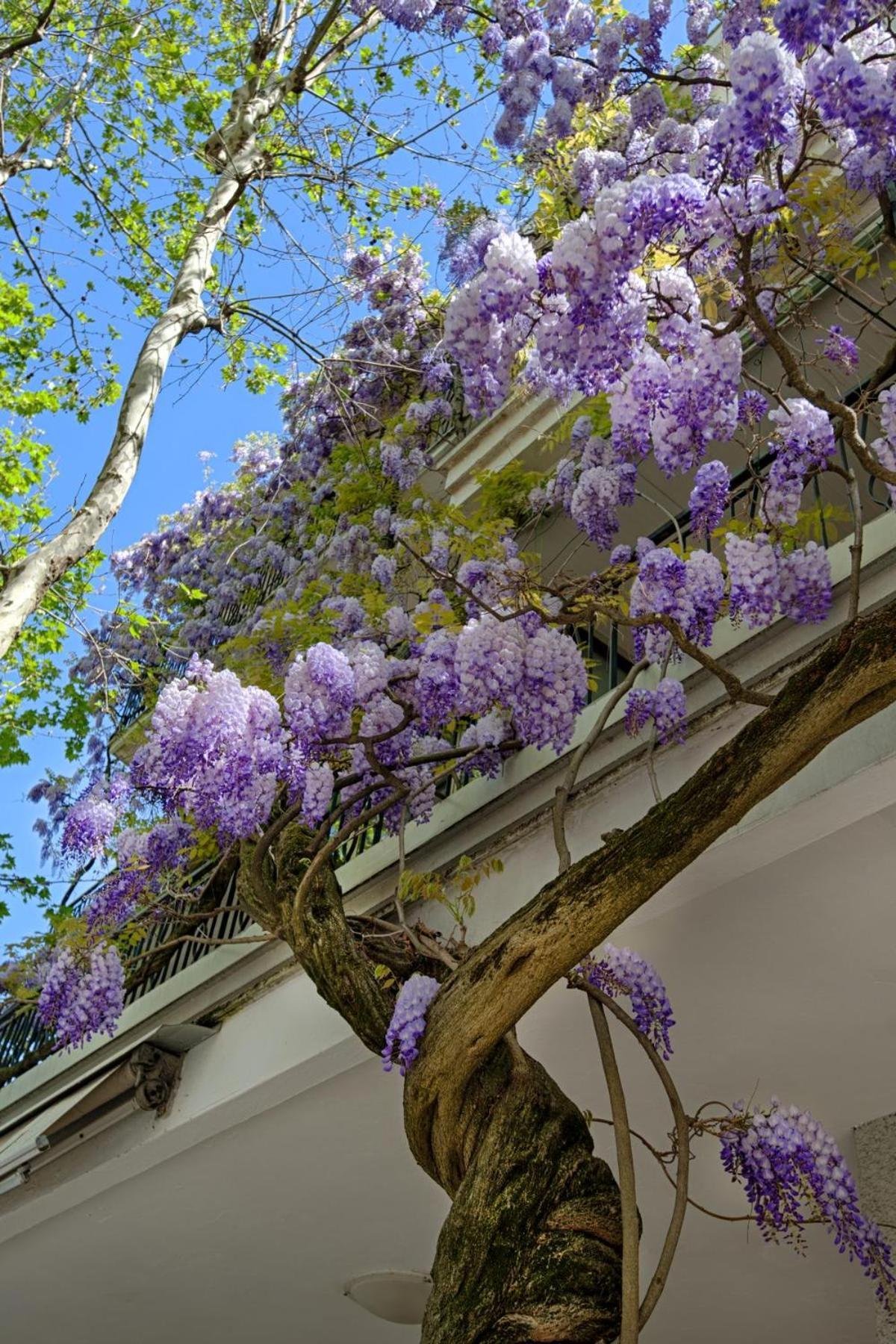 Albergo Villa Lucia Μπελάρια-Ιτζέα Μαρίνα Εξωτερικό φωτογραφία