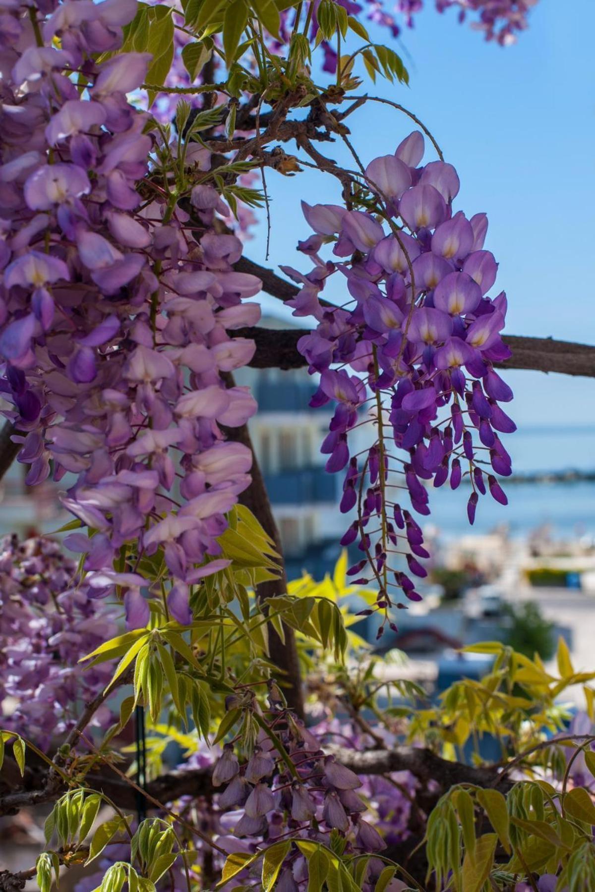 Albergo Villa Lucia Μπελάρια-Ιτζέα Μαρίνα Εξωτερικό φωτογραφία